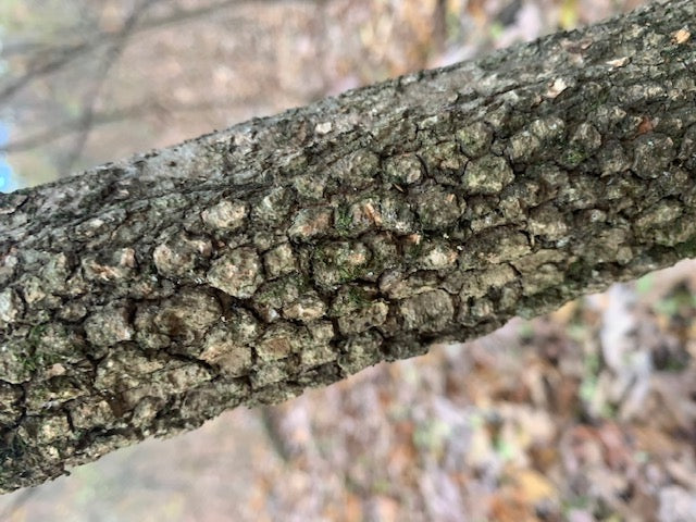 Herb of The Month: Black Haw Bark