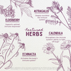 Featured Herbs in Daily Immune Builder For Kids