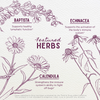 Featured Herbs in Ear Be Well For Kids + Mullein Flower Ear Oil Kit