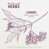 Featured Herbs in Elderberry