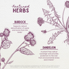 Featured Herbs in Liver Strength Daily Support