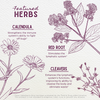 Featured Herbs in Lymph Mover Immune Strength
